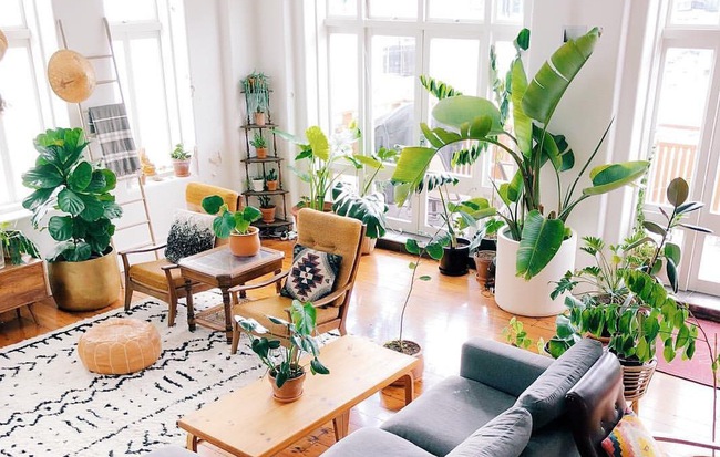 dich vu seo web cay canh 1