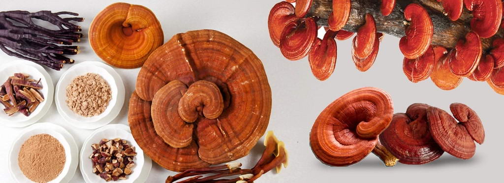 dich vu seo website thuoc bac